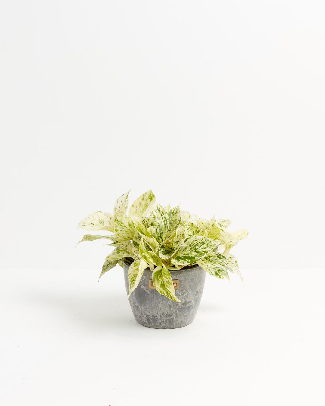6-inch Marble Queen Pothos (Epipremnum aureum) with white and green variegated leaves in a gray Lively Root branded ceramic pot on white background