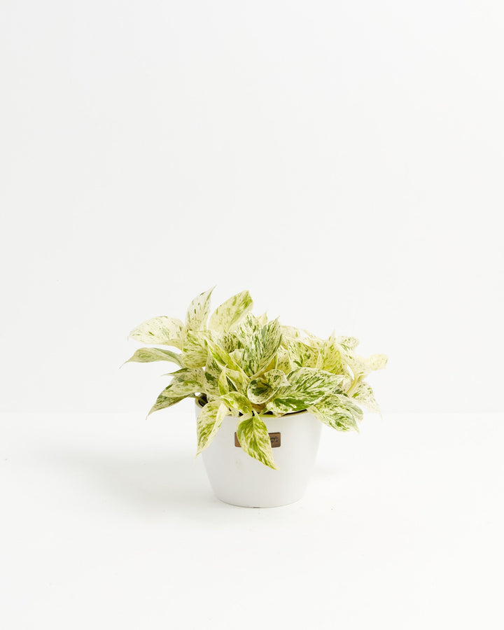 6-inch Marble Queen Pothos (Epipremnum aureum) with white and green variegated leaves in a white Lively Root branded ceramic pot on white background