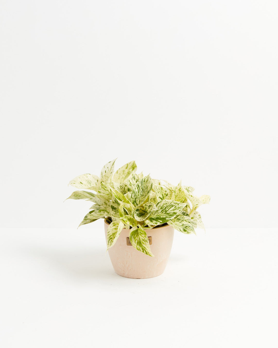 6-inch Marble Queen Pothos (Epipremnum aureum) with white and green variegated leaves in a blush pink Lively Root branded ceramic pot on white background