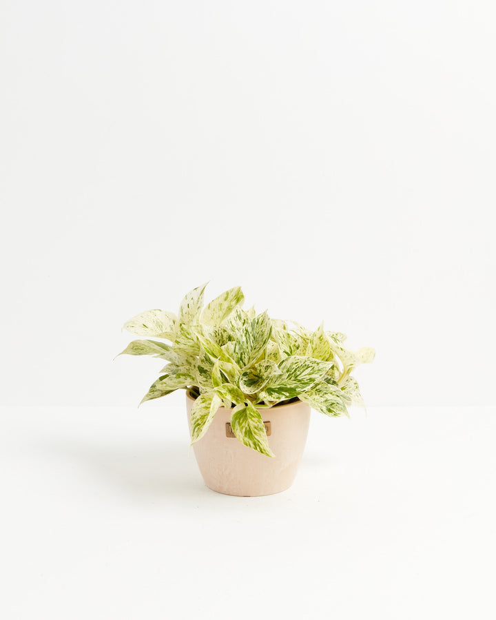 6-inch Marble Queen Pothos (Epipremnum aureum) with white and green variegated leaves in a blush pink Lively Root branded ceramic pot on white background