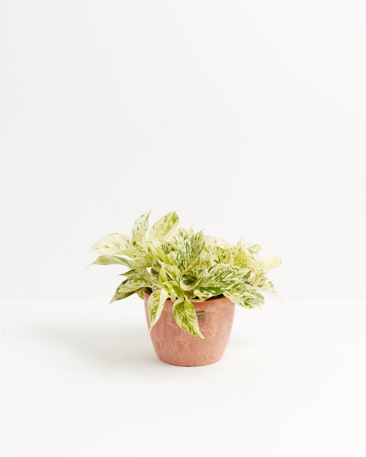 6-inch Marble Queen Pothos (Epipremnum aureum) with white and green variegated leaves in a terra cotta Lively Root branded ceramic pot on white background