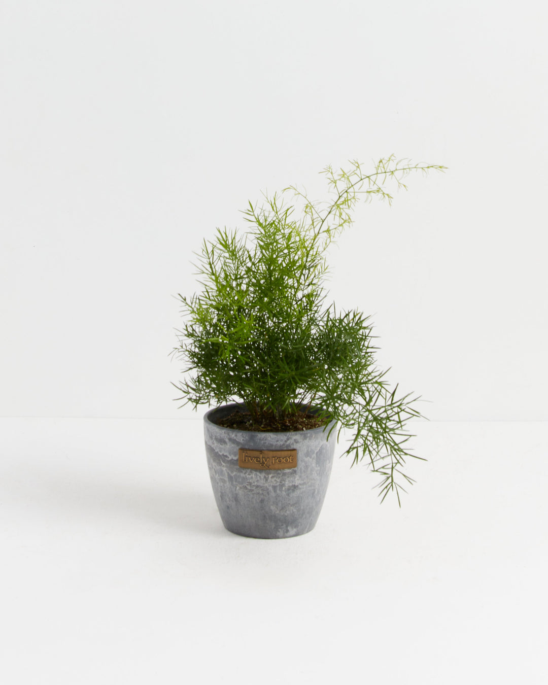 Fern Asparagus Sprengerii