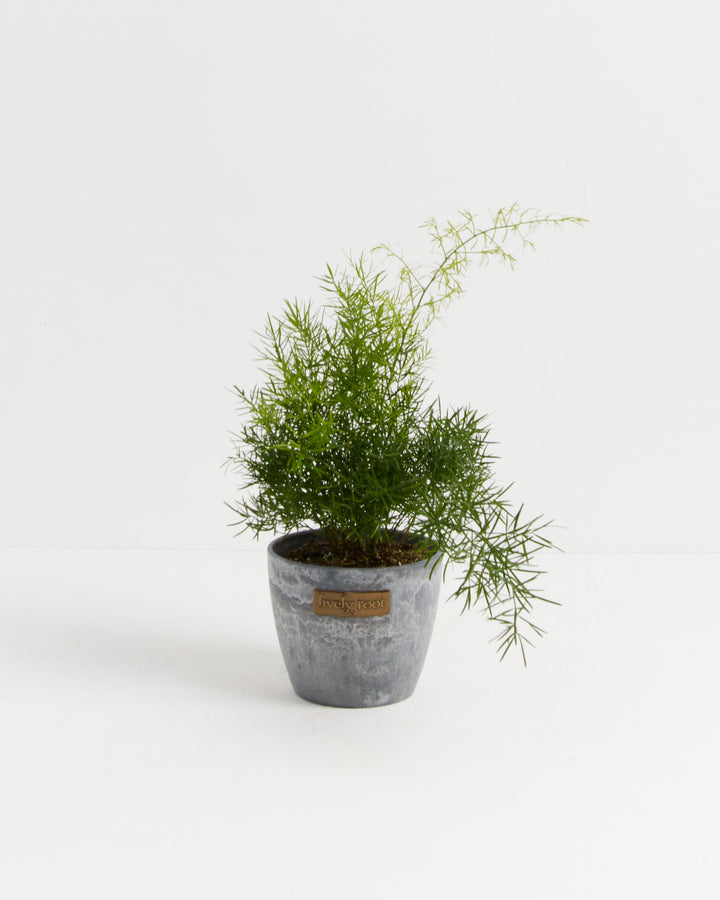 Fern Asparagus Sprengerii