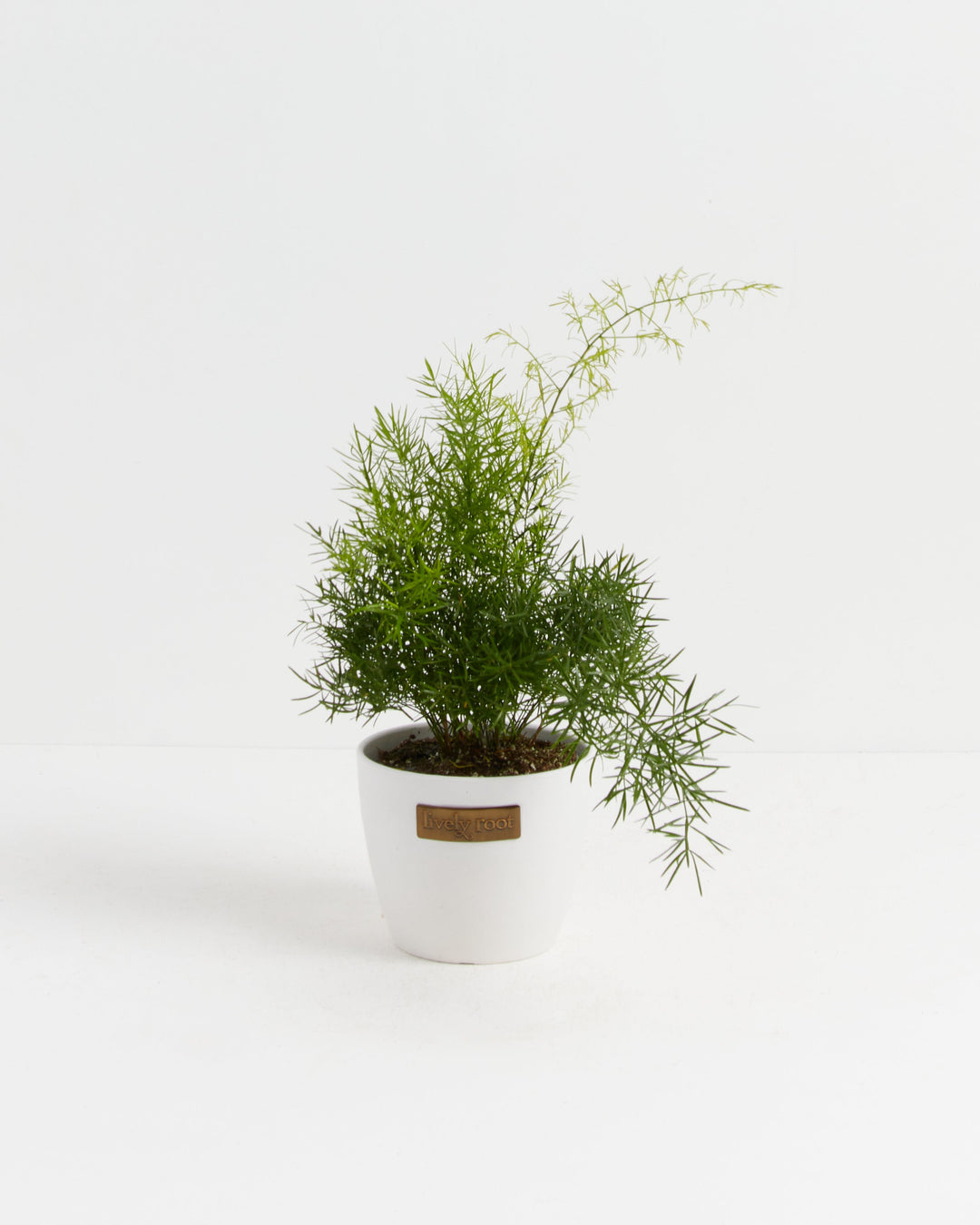 Fern Asparagus Sprengerii