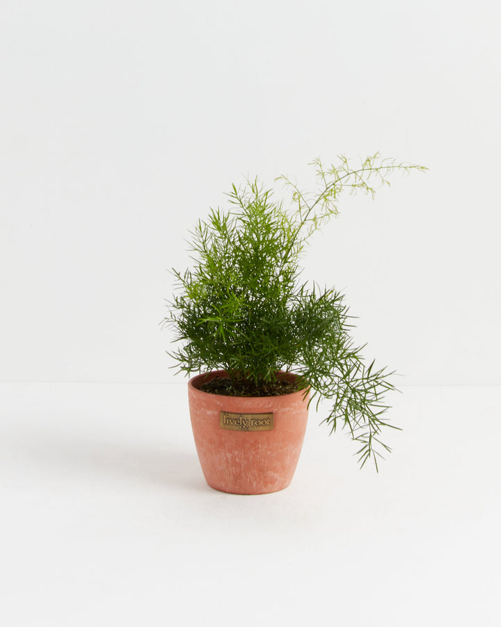 Fern Asparagus Sprengerii