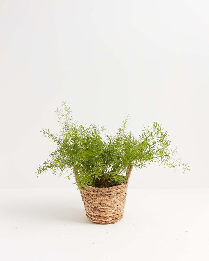 Fern Asparagus Sprengerii