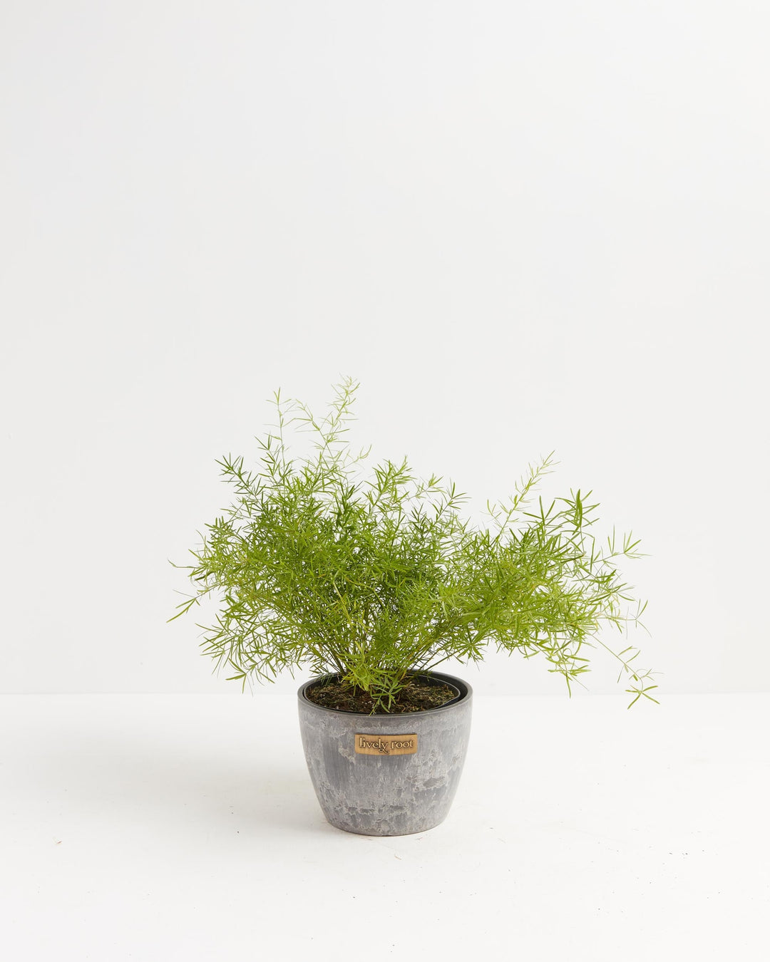 Fern Asparagus Sprengerii