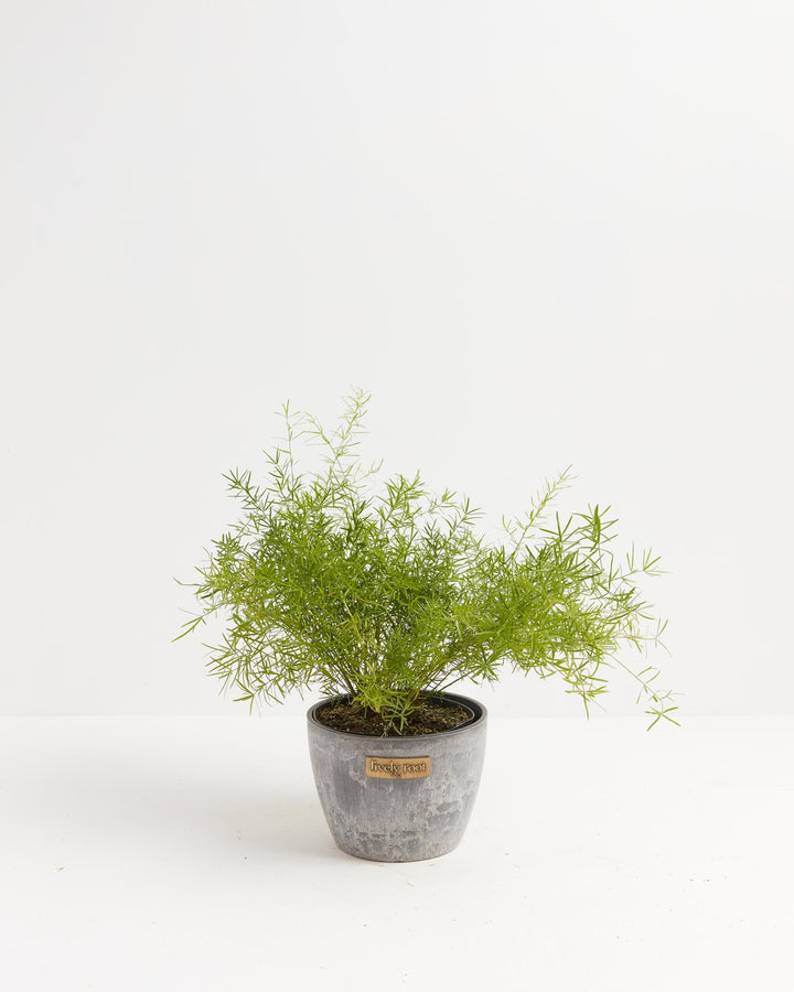 Fern Asparagus Sprengerii