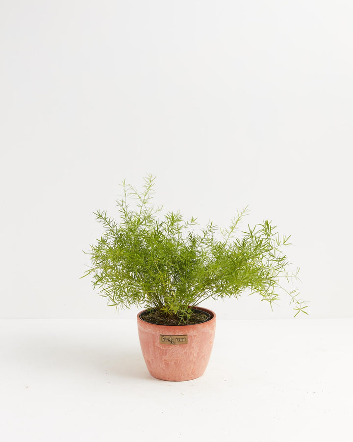 Fern Asparagus Sprengerii