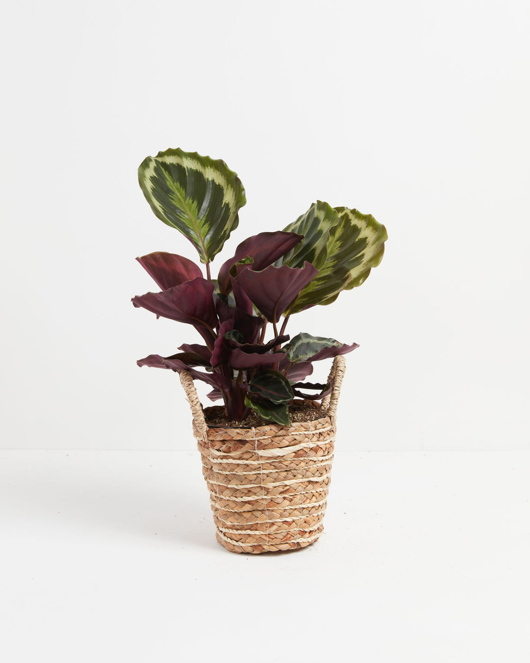 Calathea Medallion houseplant for sale, featuring vibrant dark green foliage with silver variegation and deep purple undersides in a decorative handled woven basket.