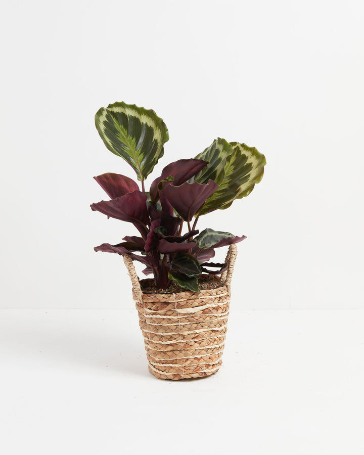 Calathea Medallion houseplant for sale, featuring vibrant dark green foliage with silver variegation and deep purple undersides in a decorative handled woven basket.
