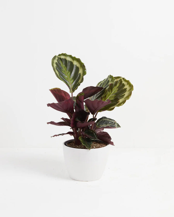 Calathea Medallion