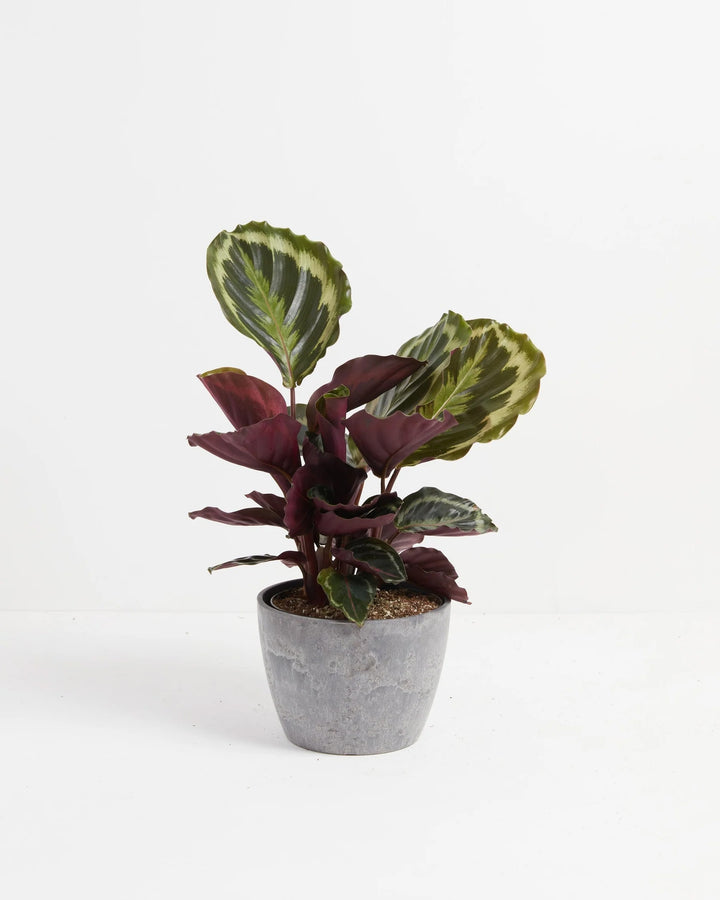 Calathea Medallion