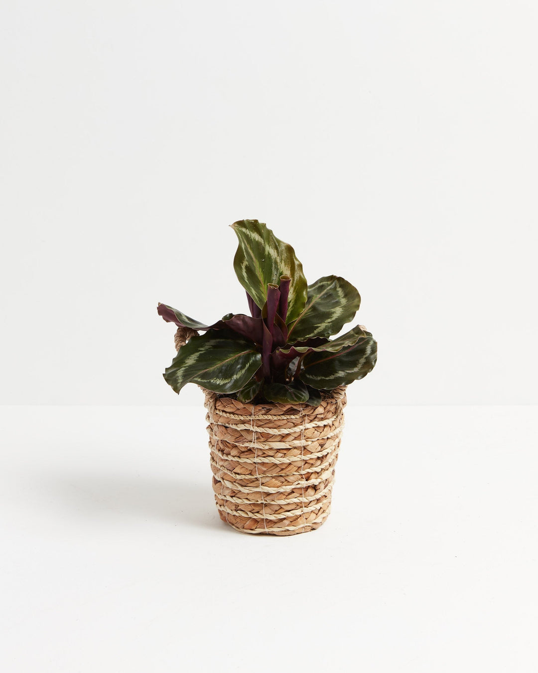 Calathea Medallion houseplant for sale, featuring vibrant dark green foliage with silver variegation and deep purple undersides in a decorative woven basket.
