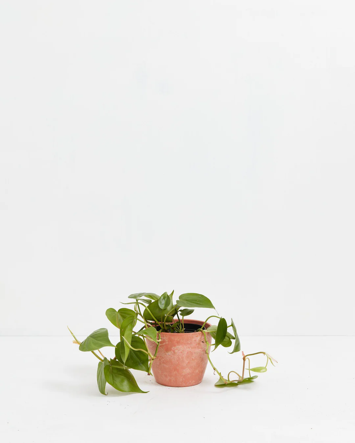 Philodendron Cordatum (Heartleaf Philodendron) in a 4-inch terracotta Chai Ecopot with weathered finish, with trailing vines of glossy dark green heart-shaped leaves spreading outward against a white studio background