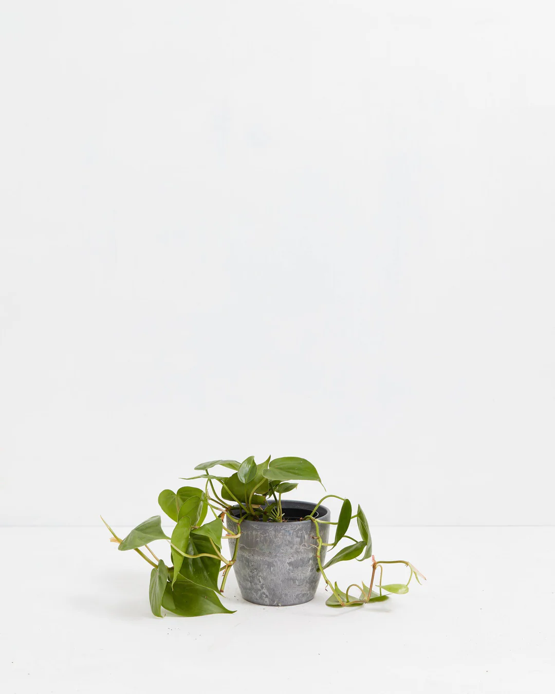 Philodendron Cordatum (Heartleaf Philodendron) in a 4-inch grey Earl Grey Ecopot with textured finish, with trailing vines of glossy bright green heart-shaped leaves spreading outward against a white studio background