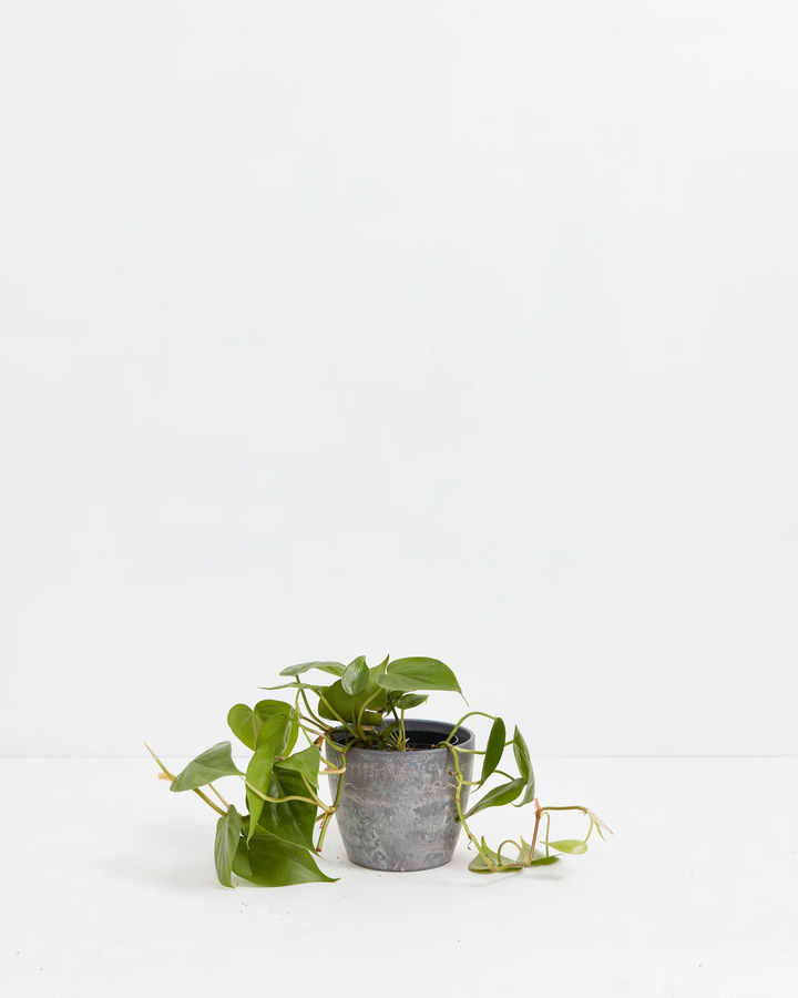 Philodendron Cordatum (Heartleaf Philodendron) in a 4-inch grey Earl Grey Ecopot with textured finish, with trailing vines of glossy bright green heart-shaped leaves spreading outward against a white studio background