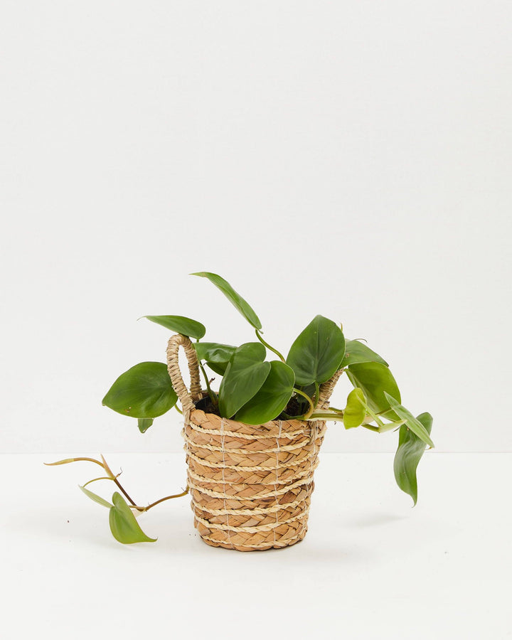 Philodendron Cordatum (Heartleaf Philodendron) in a 4-inch natural woven seagrass basket with looped handles, with trailing vines of glossy dark green heart-shaped leaves cascading over the sides against a white studio background