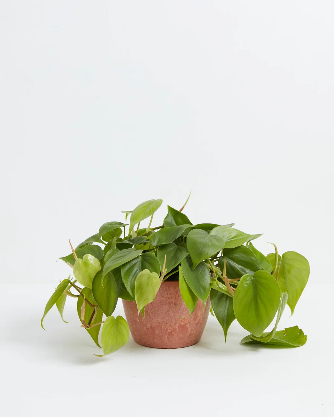 Philodendron Cordatum (Heartleaf Philodendron) in a 6-inch terracotta Chai Lively Root pot with weathered finish, with lush trailing vines of glossy bright green heart-shaped leaves cascading over the sides against a white studio background
