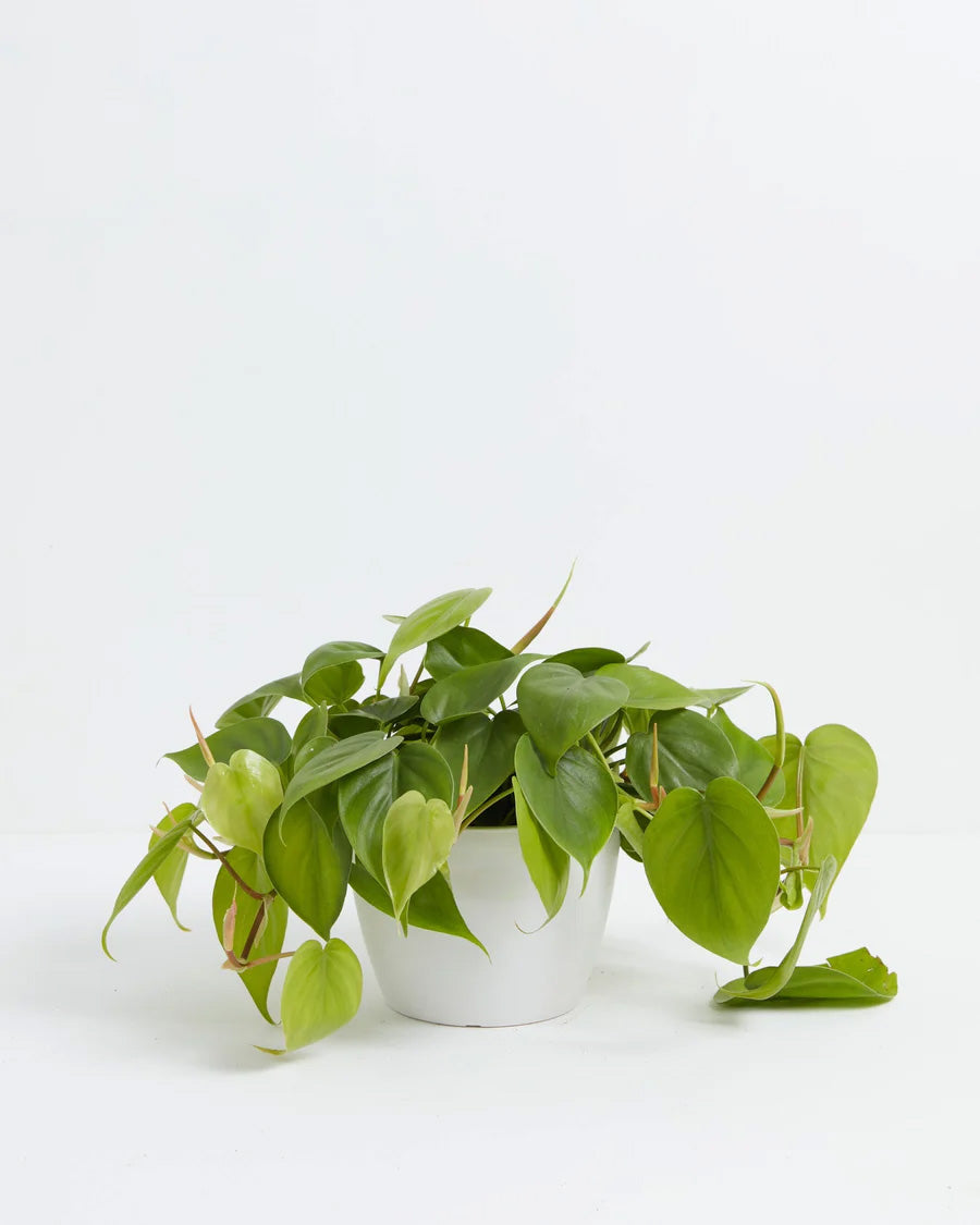 Philodendron Cordatum (Heartleaf Philodendron) in a 6-inch white Coco Lively Root pot, with lush trailing vines of glossy bright green heart-shaped leaves cascading generously over the sides against a white studio background