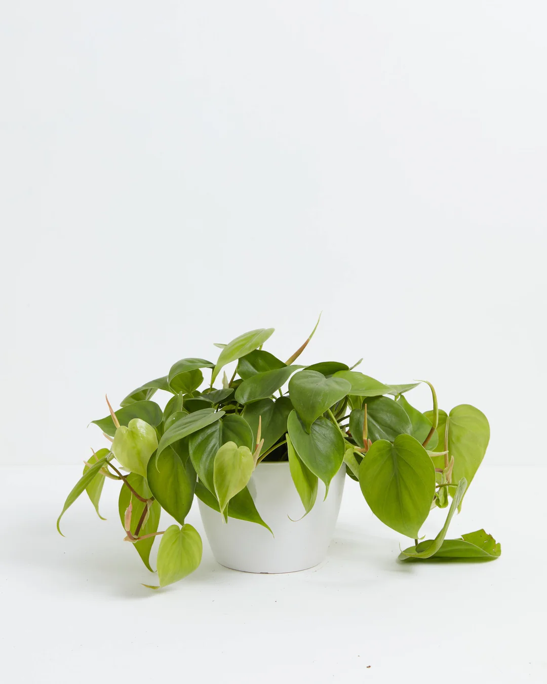 Philodendron Cordatum (Heartleaf Philodendron) in a 6-inch white Coco Lively Root pot with saucer, displaying trailing vines of glossy bright green and lime heart-shaped leaves with bronze-tinted new growth spreading outward against a white studio background