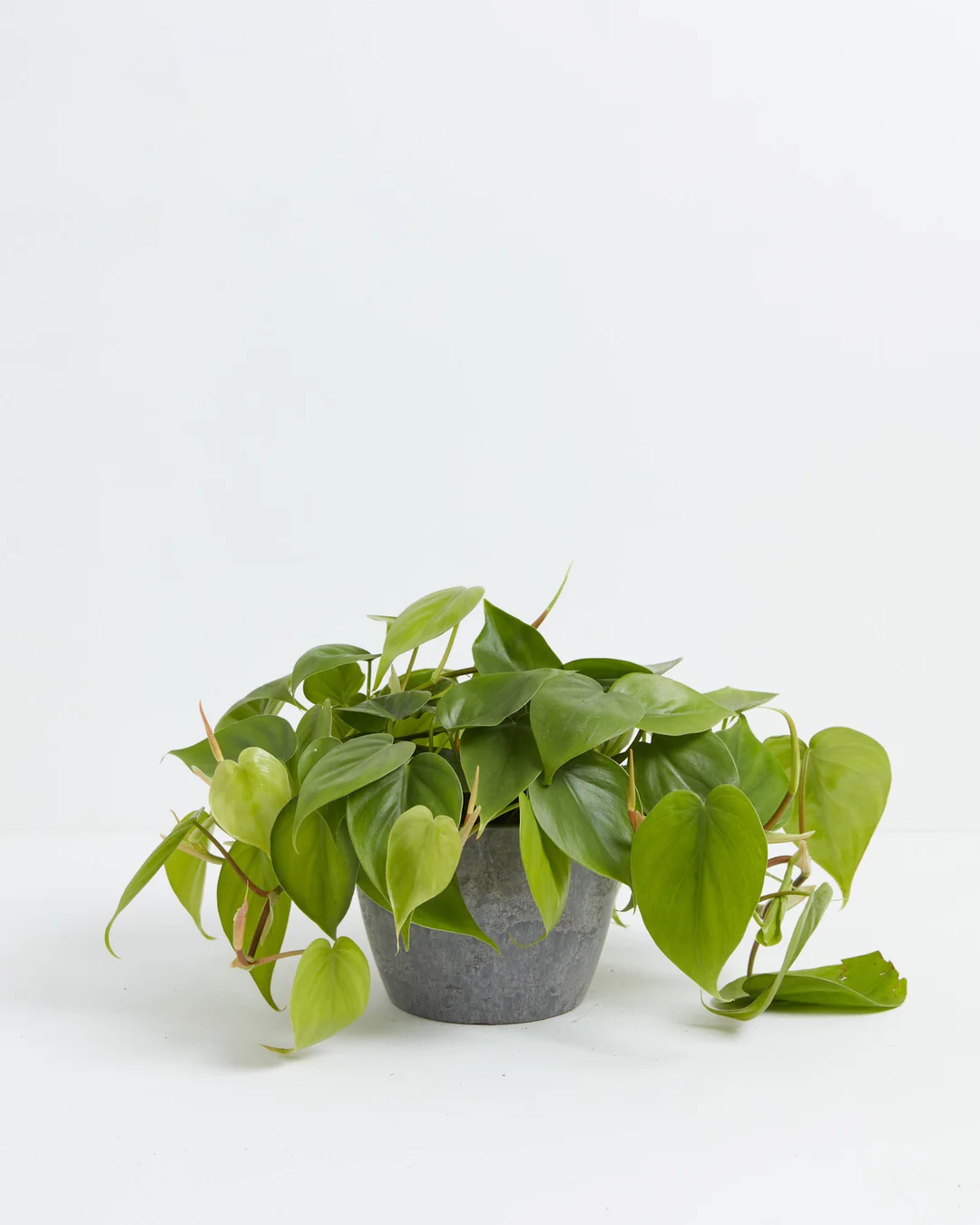 Philodendron Cordatum (Heartleaf Philodendron) in a 6-inch grey textured Lively Root pot with saucer, displaying trailing vines of glossy dark green and lime heart-shaped leaves with bronze-tinted new growth spreading outward against a white studio background