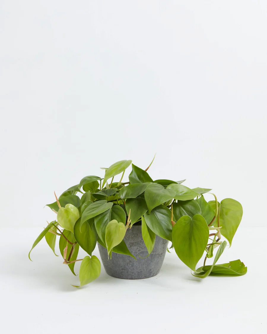 Philodendron Cordatum (Heartleaf Philodendron) in a 6-inch grey textured Lively Root pot, with lush trailing vines of glossy bright green heart-shaped leaves cascading generously over the sides against a white studio background