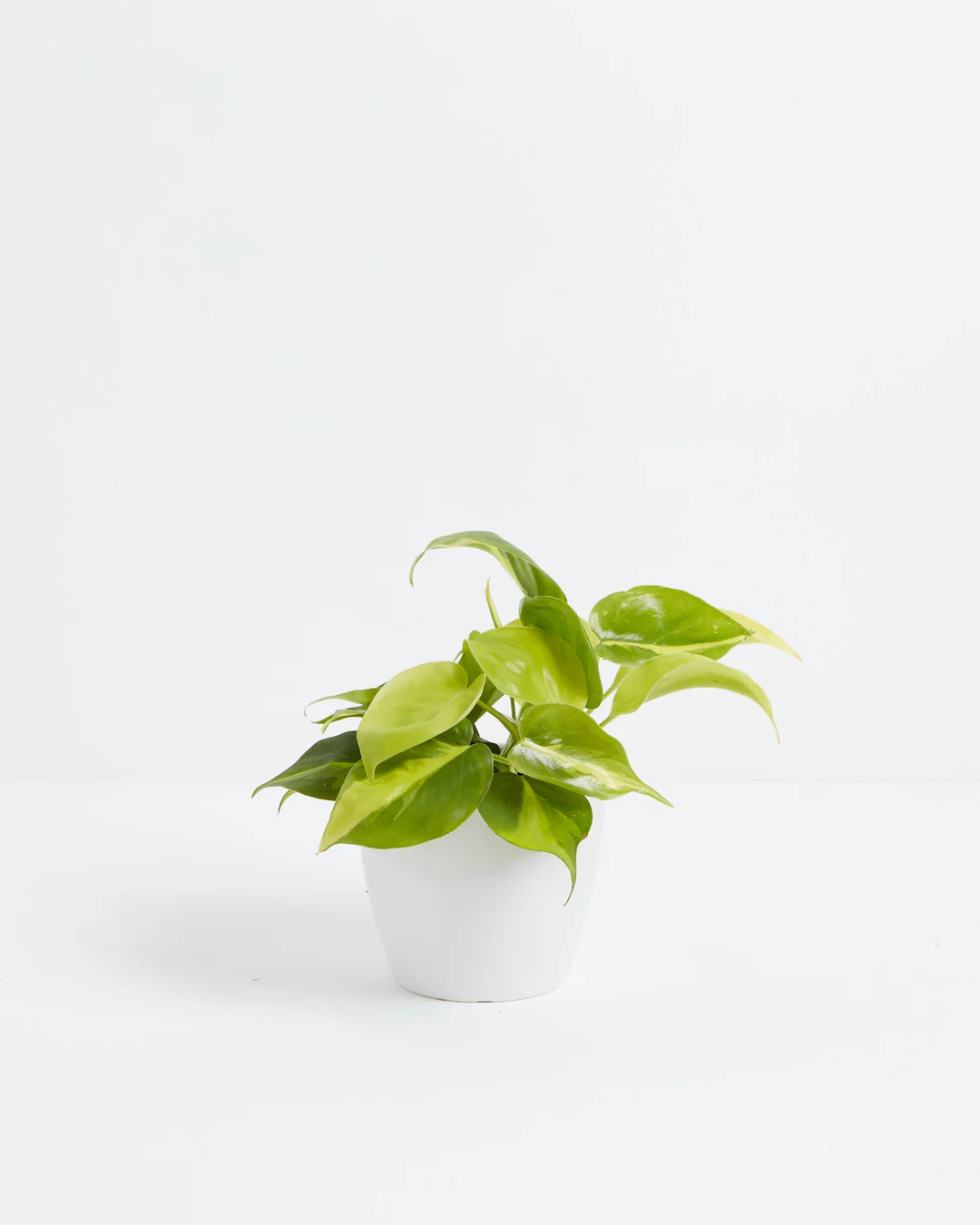 Philodendron Lemon Lime in a 4-inch white Coco Lively Root pot, featuring bright chartreuse and lime green heart-shaped leaves with glossy texture spreading outward against a white studio background