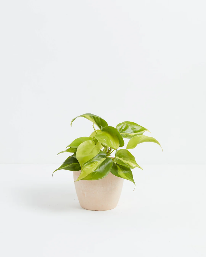 Philodendron Lemon Lime in a 4-inch blush pink Maca Lively Root pot, featuring bright chartreuse and lime green glossy heart-shaped leaves with curling tips spreading outward against a white studio background
