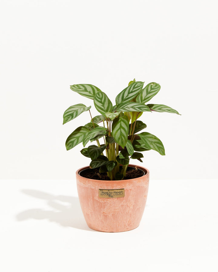 Calathea Setosa 'Compact Star'