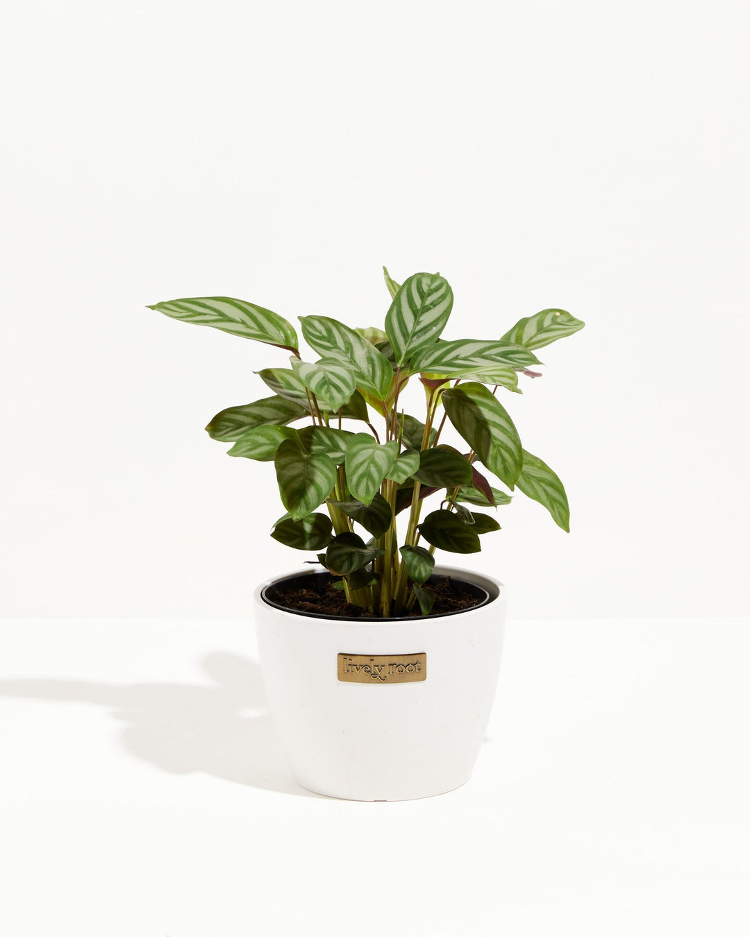 Calathea Setosa 'Compact Star'