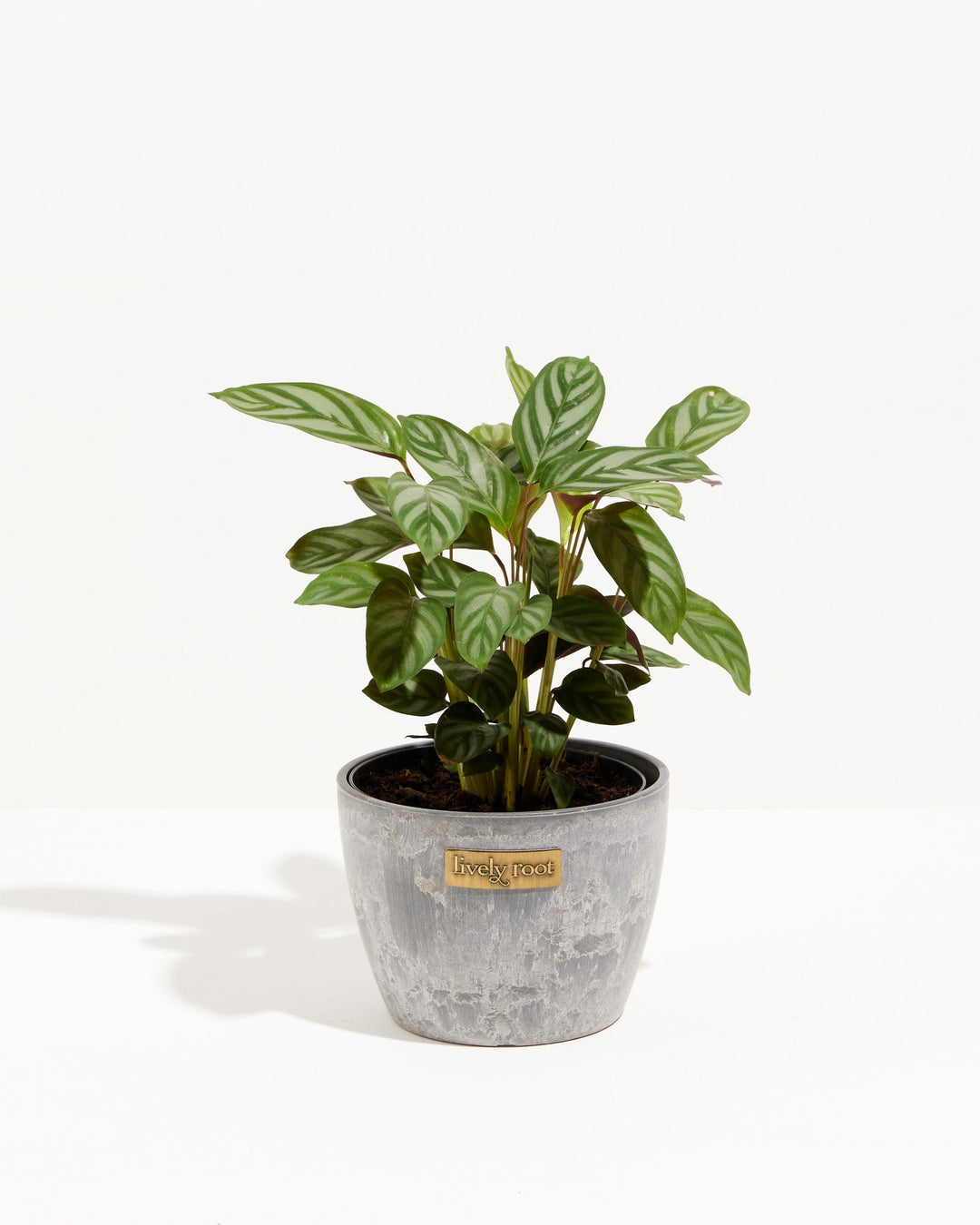 Calathea Setosa 'Compact Star'