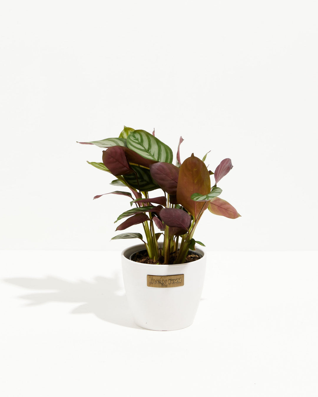Calathea Setosa 'Compact Star'