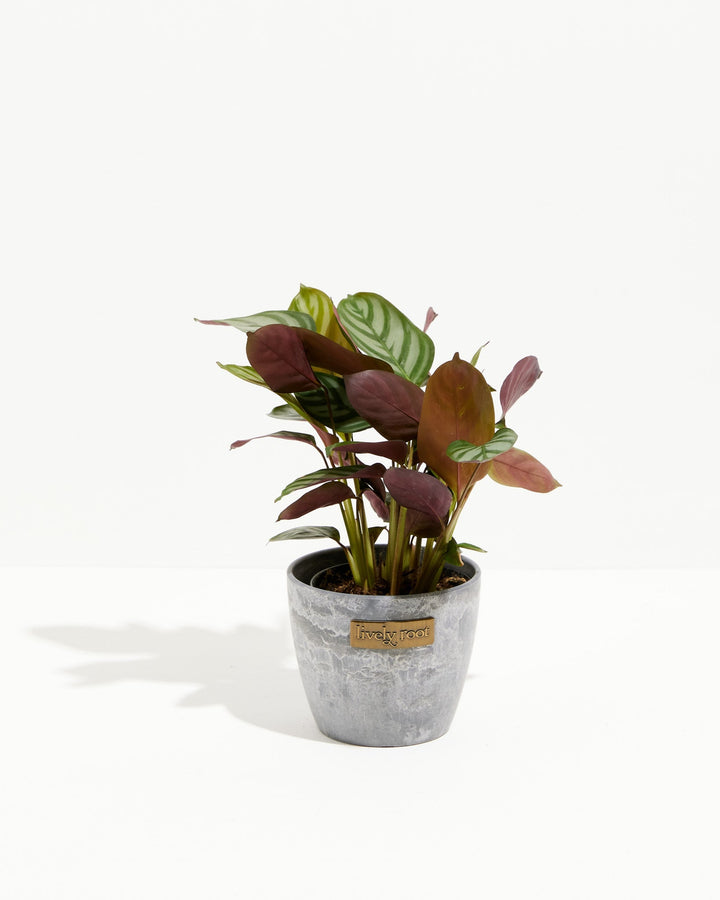 Calathea Setosa 'Compact Star'