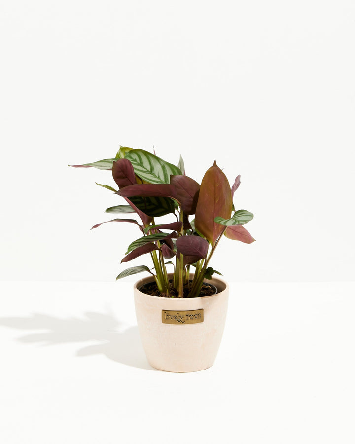 Calathea Setosa 'Compact Star'