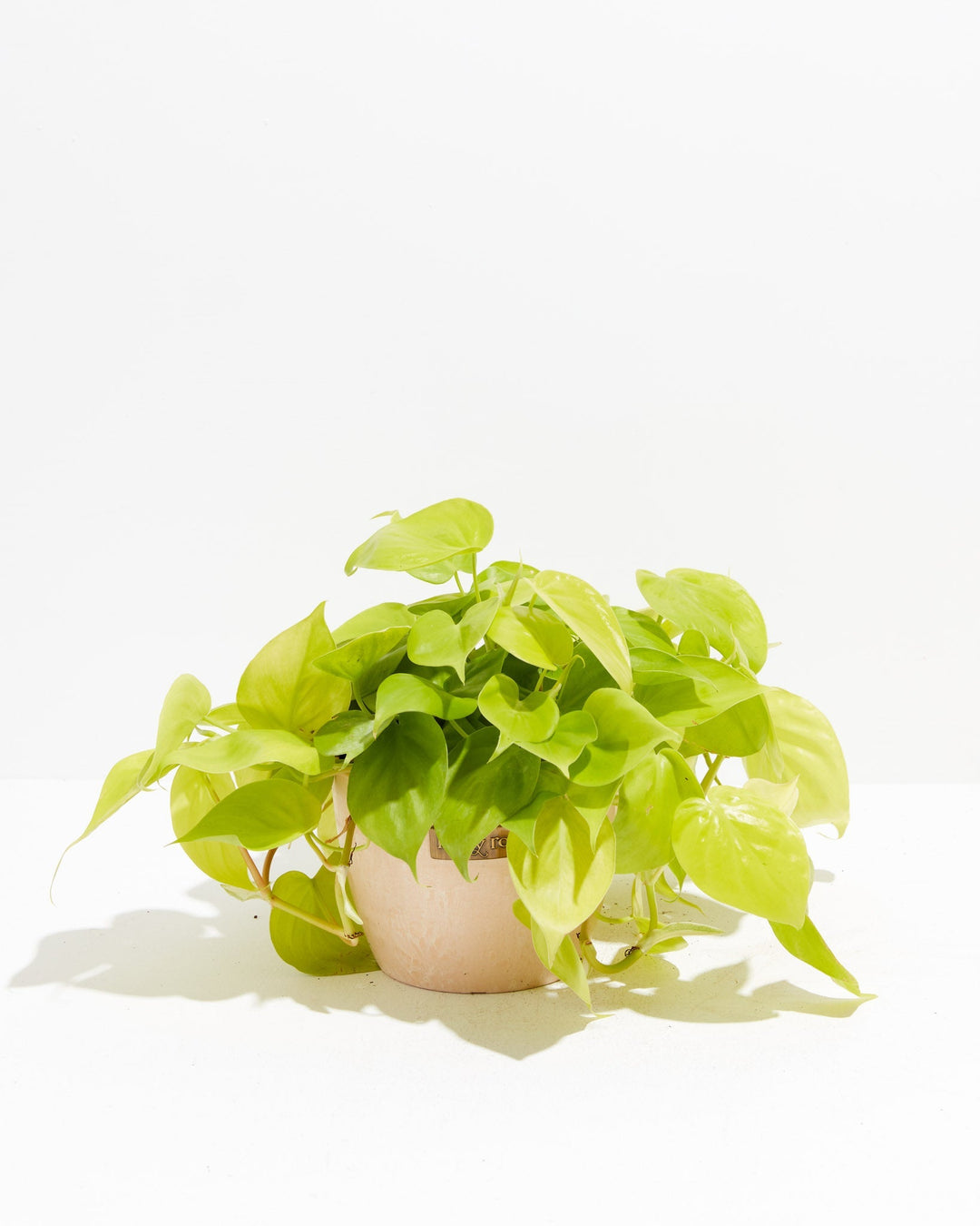 Neon Philodendron