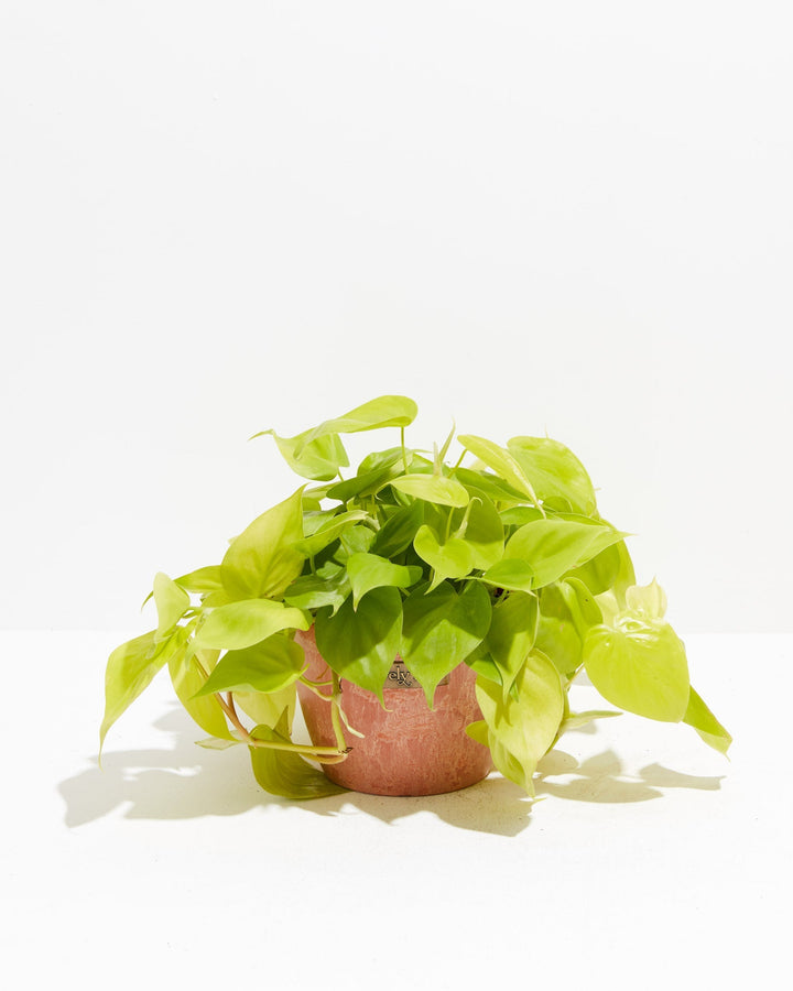 Neon Philodendron