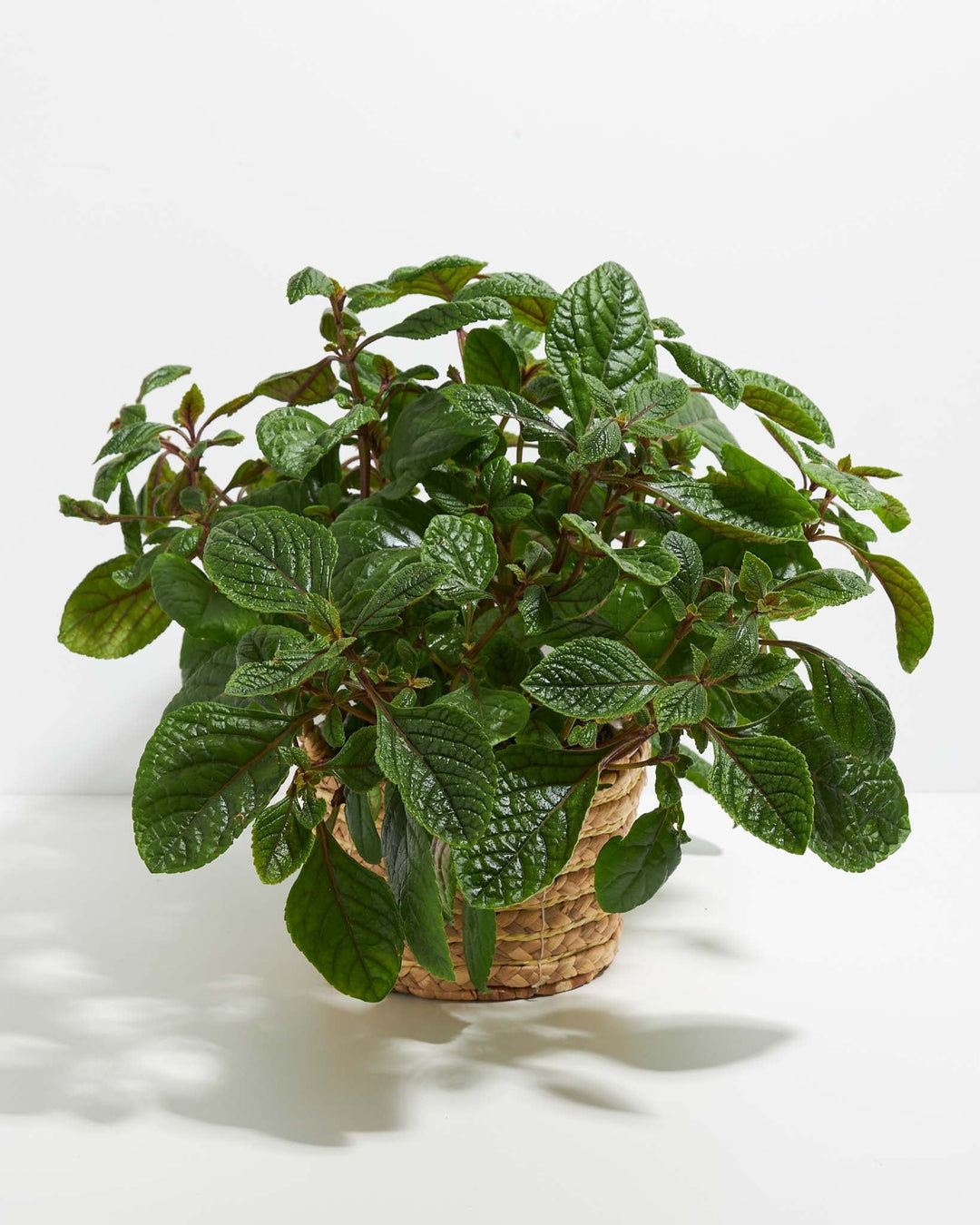 Purple Swedish Ivy