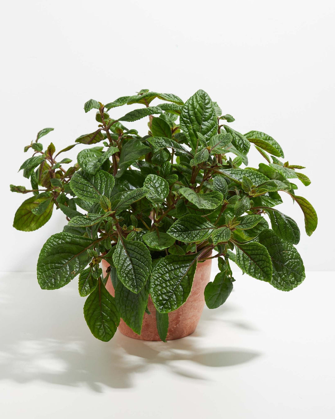 Purple Swedish Ivy