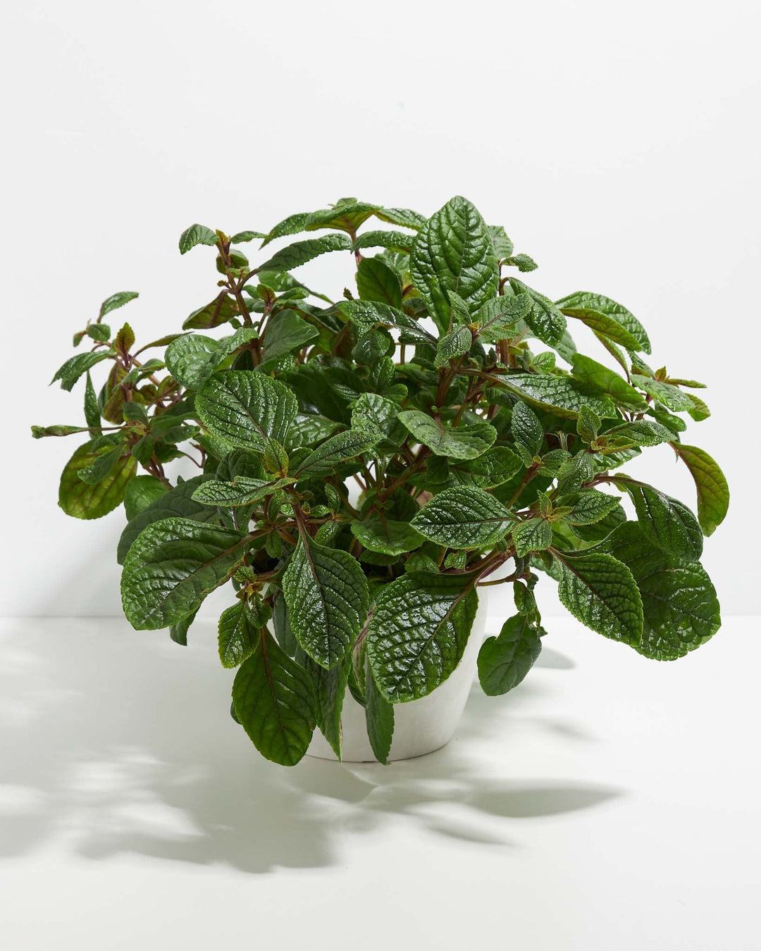 Purple Swedish Ivy