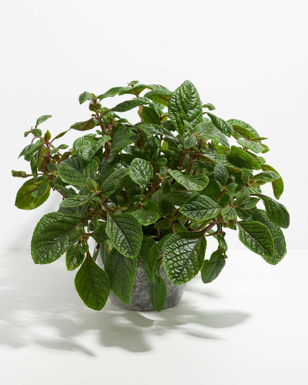 Purple Swedish Ivy