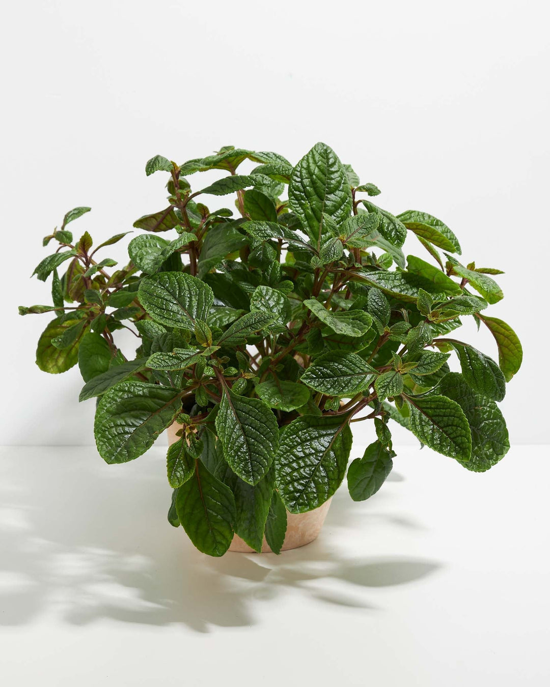 Purple Swedish Ivy