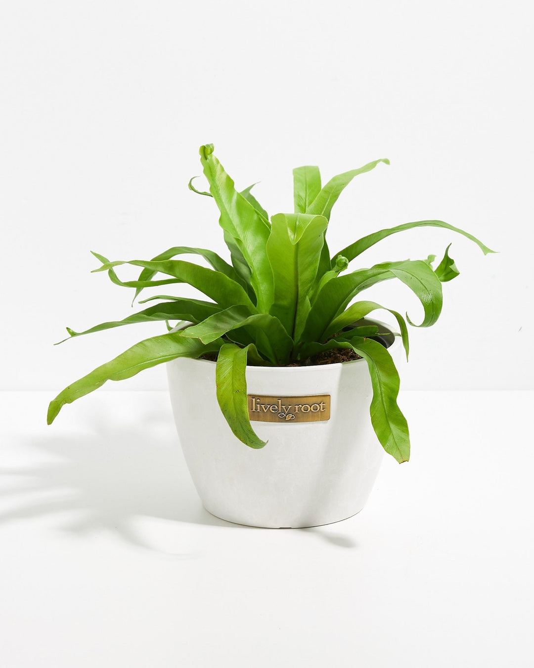 Japanese Bird's Nest Fern