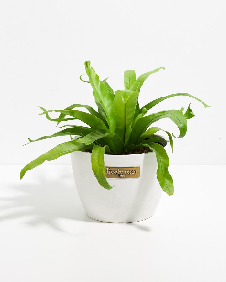 Japanese Bird's Nest Fern