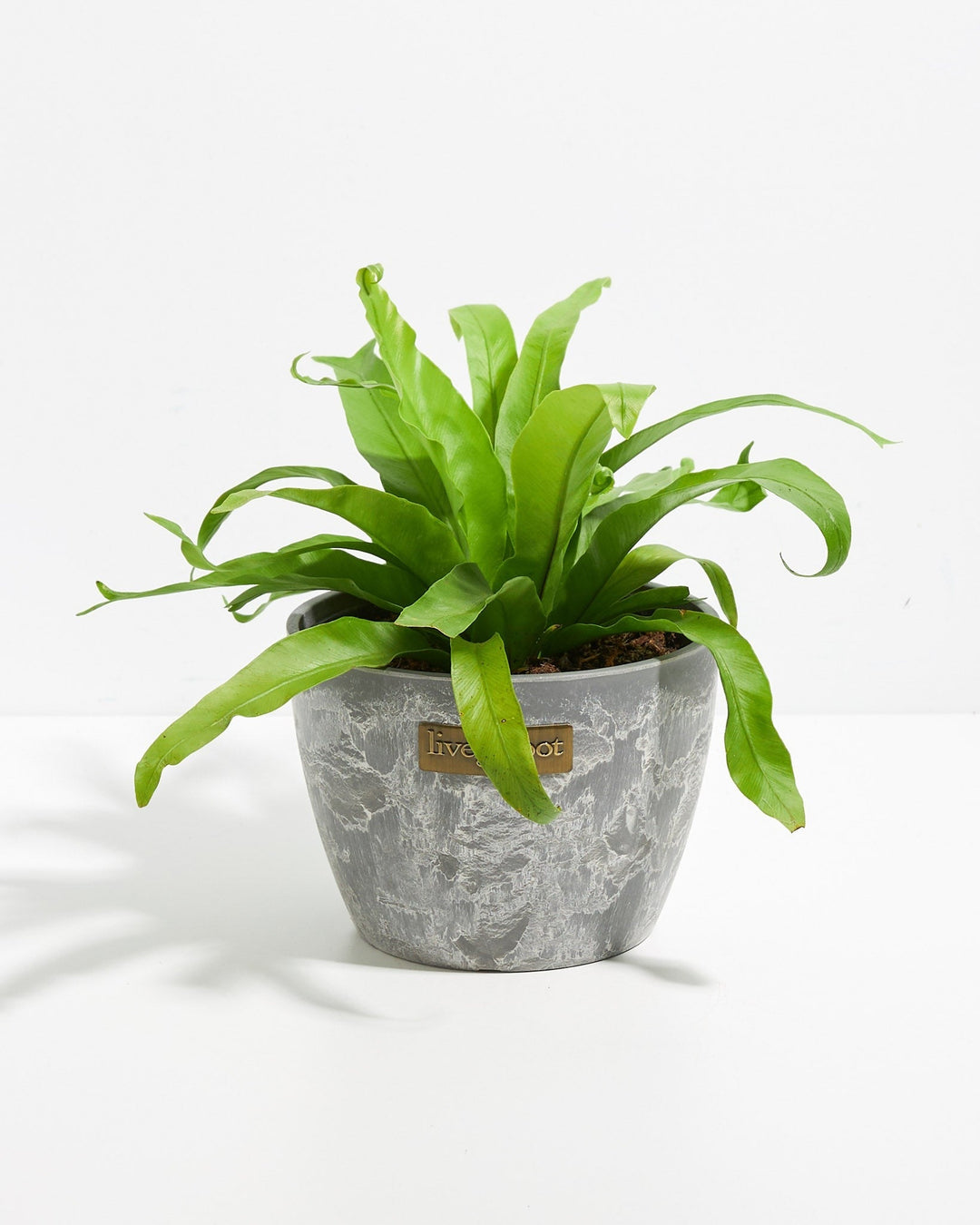 Japanese Bird's Nest Fern
