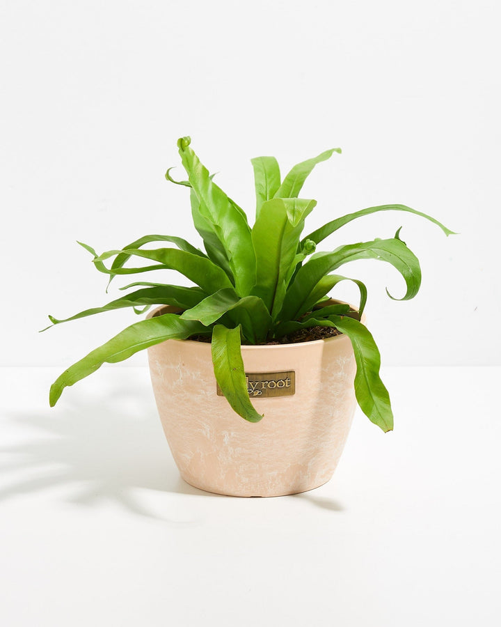 Japanese Bird's Nest Fern