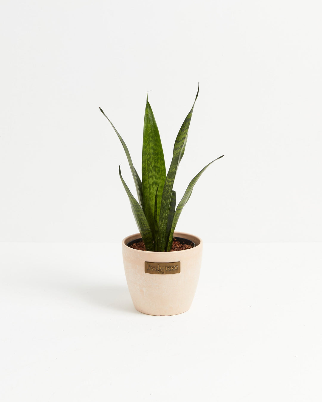 Sansevieria Zeylanica Snake Plant