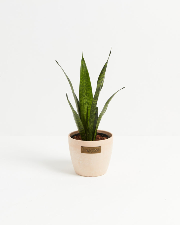 Sansevieria Zeylanica Snake Plant