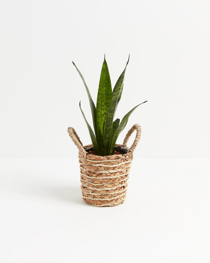Sansevieria Zeylanica Snake Plant