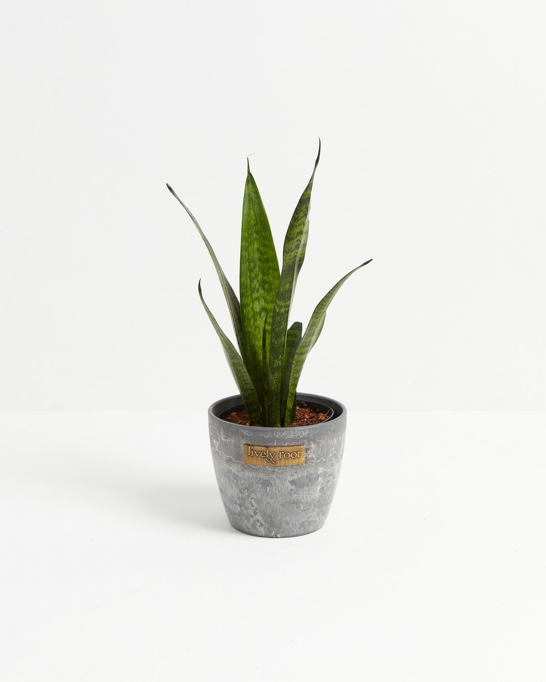 Sansevieria Laurentii Snake Plant featuring young, upright, sword-shaped leaves with subtle dark green horizontal mottling, housed in a textured, tapered gray stone-look pot adorned with a small gold brand plaque, centered against a clean white background.